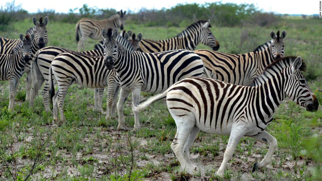 The hidden journey made by 20,000 zebras